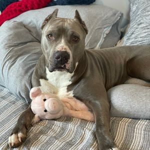 Meet your Posher, Shelby